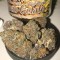 Gelato Strains